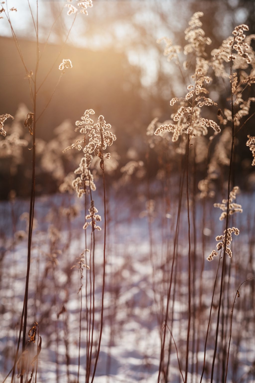 Wild grass in the sun on a winter afternoon 4 - free stock photo