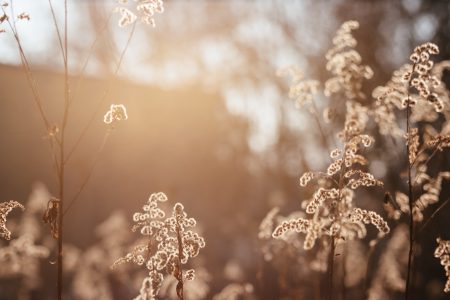 Wild grass in the sun on a winter afternoon 4 - free stock photo