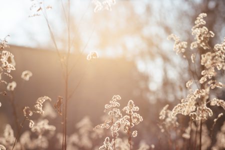 Wild grass in the sun on a winter afternoon 5 - free stock photo