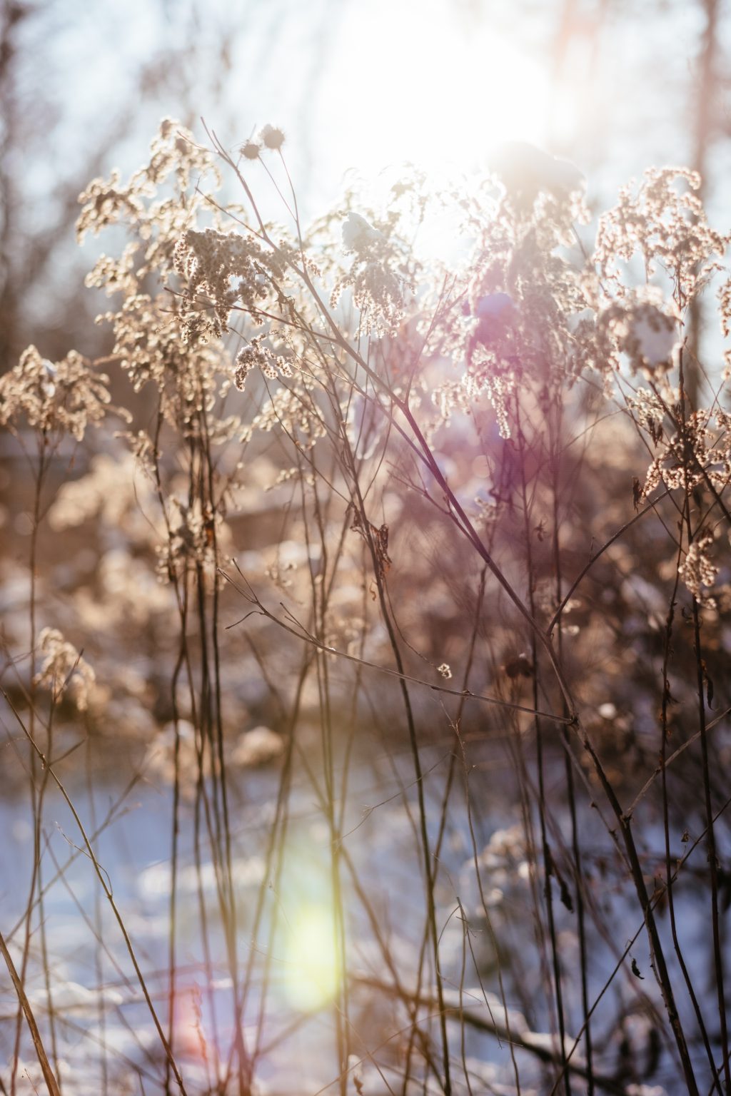Wild grass in the sun on a winter afternoon 6 - free stock photo