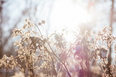 Wild grass in the sun on a winter afternoon 6 - free stock photo