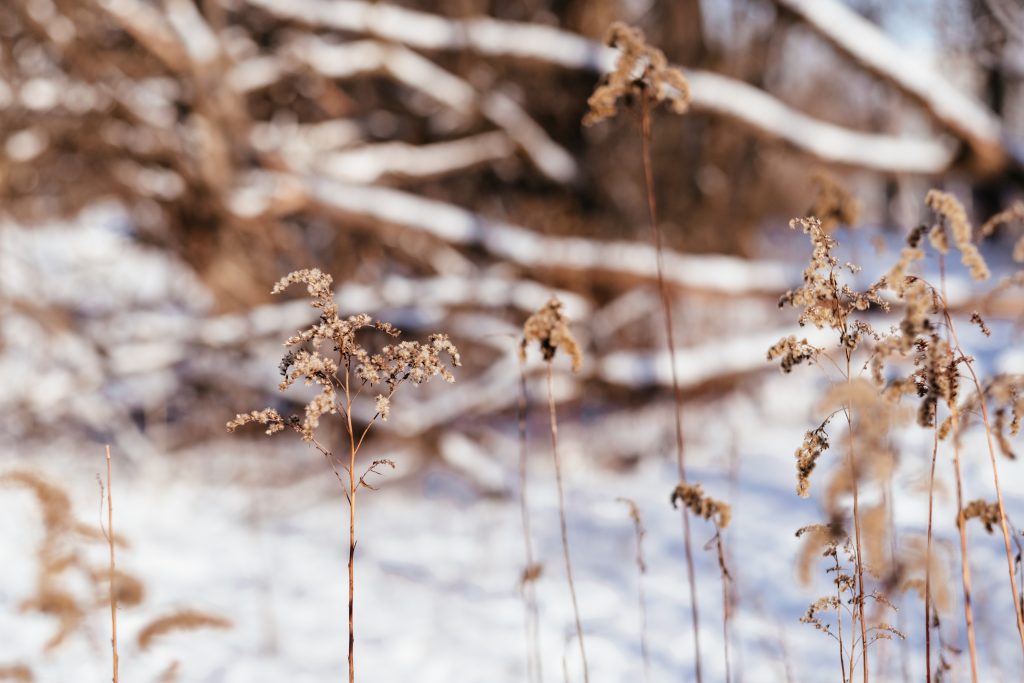 Wild grass on a sunny winter afternoon - free stock photo