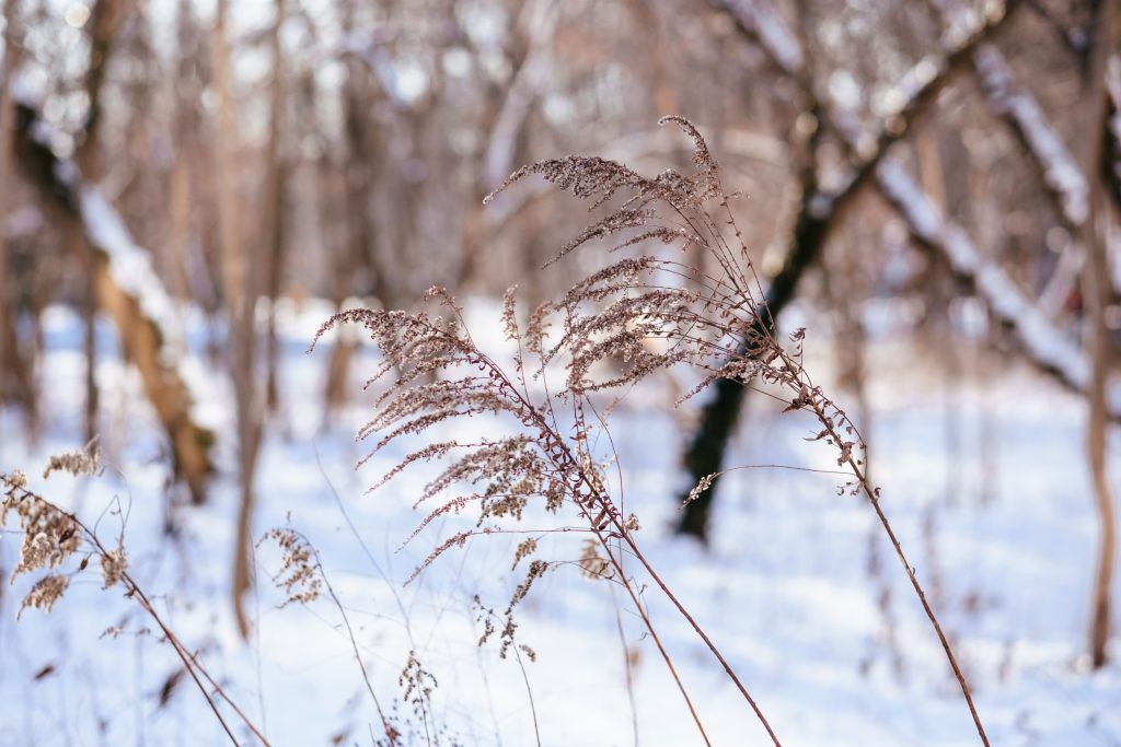 Wild grass on a sunny winter afternoon 2 - free stock photo