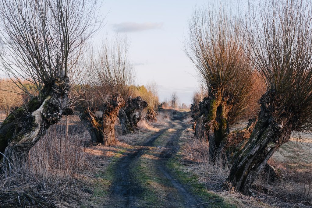 Old willow trees country road - free stock photo