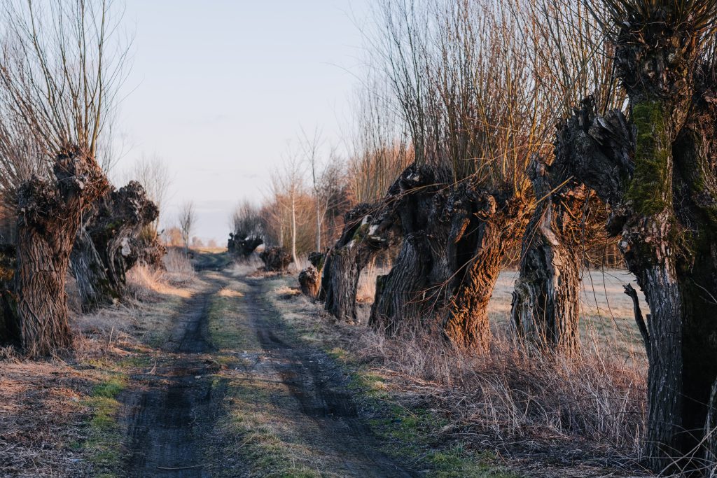 Old willow trees country road 2 - free stock photo
