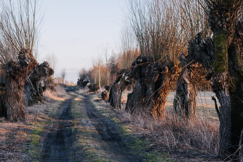 old_willow_trees_country_road_2-1024x683