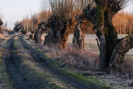Old willow trees country road 3 - free stock photo