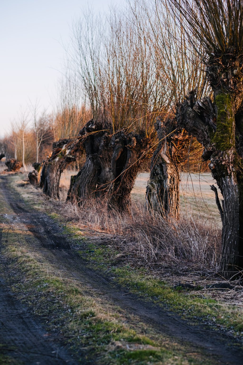 Old willow trees country road 4 - free stock photo
