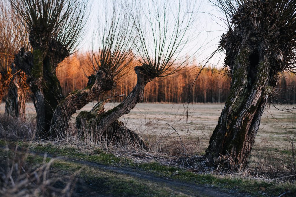 old willow trees country road 5 1024x683 - Does Taking an Anti Aging Supplement Improve Your Health?