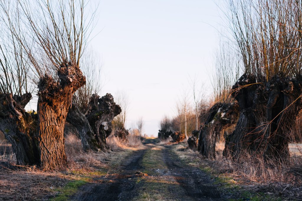 Old willow trees country road 6 - free stock photo
