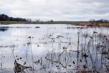 Overflooded pond on a cloudy afternoon - free stock photo