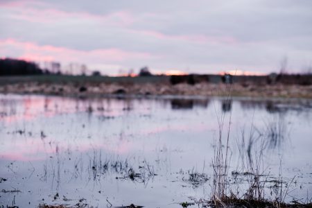 Overflooded pond on a cloudy afternoon 2 - free stock photo