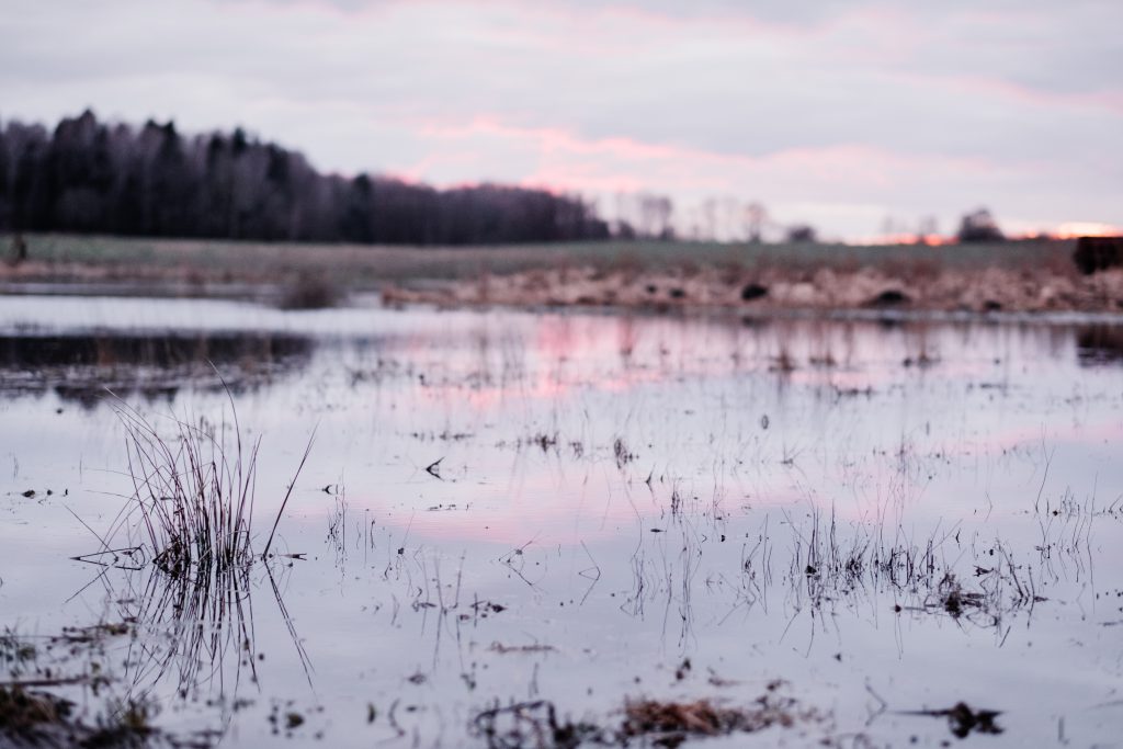 Overflooded pond on a cloudy afternoon 3 - free stock photo
