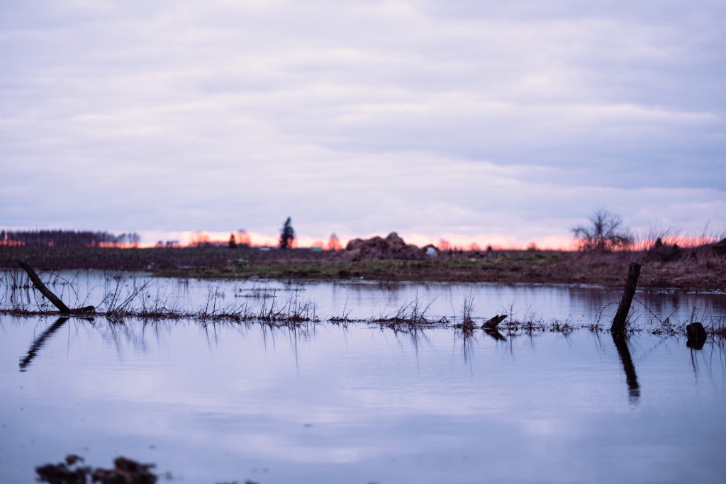 Overflooded pond on a cloudy afternoon 4 - free stock photo