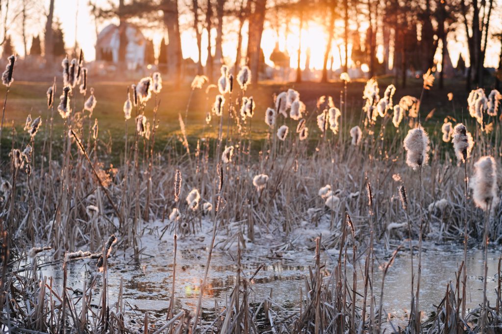 Shedding cattail reeds in sunset light - free stock photo