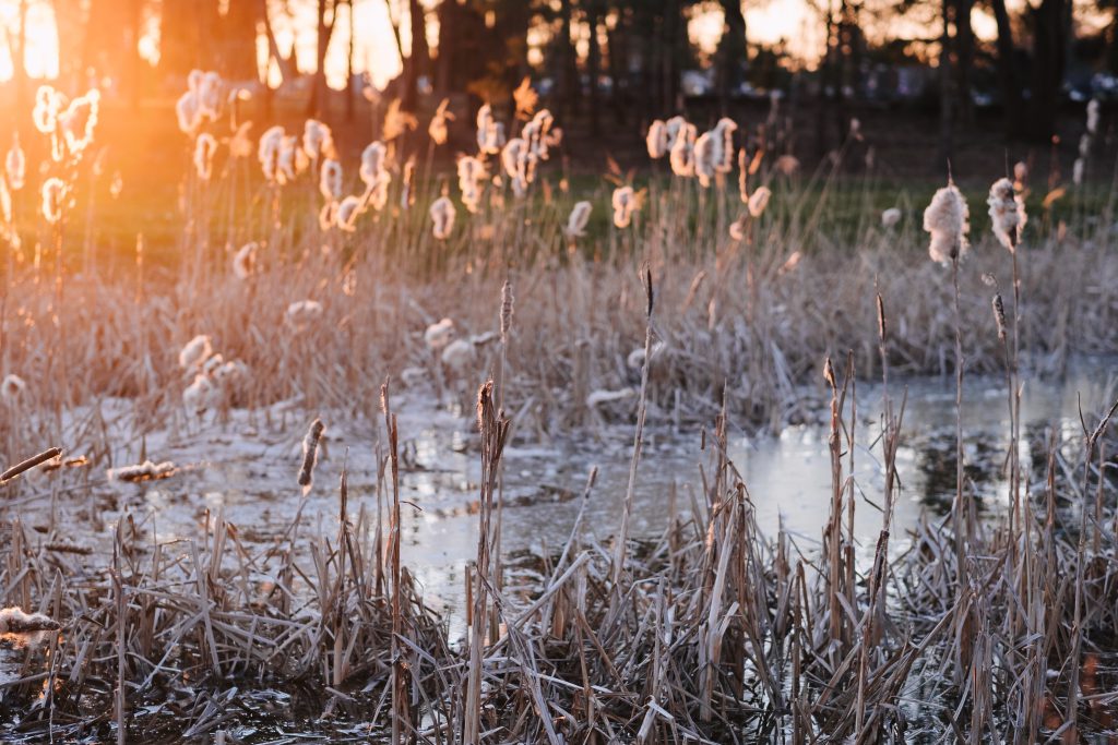 Shedding cattail reeds in sunset light 2 - free stock photo