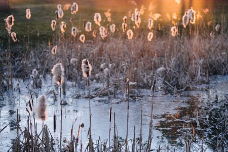 Shedding cattail reeds in sunset light 3 - free stock photo