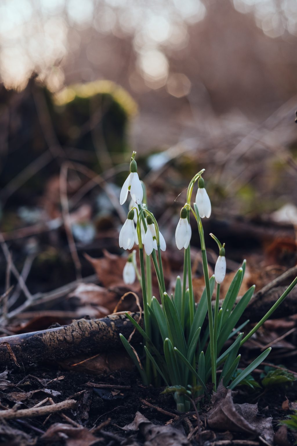 Snowdrops in the park - free stock photo