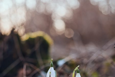 Snowdrops in the park - free stock photo