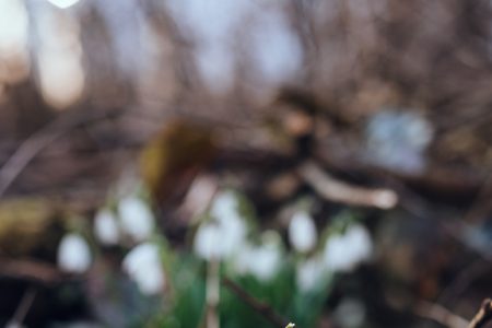 Snowdrops in the park 2 - free stock photo