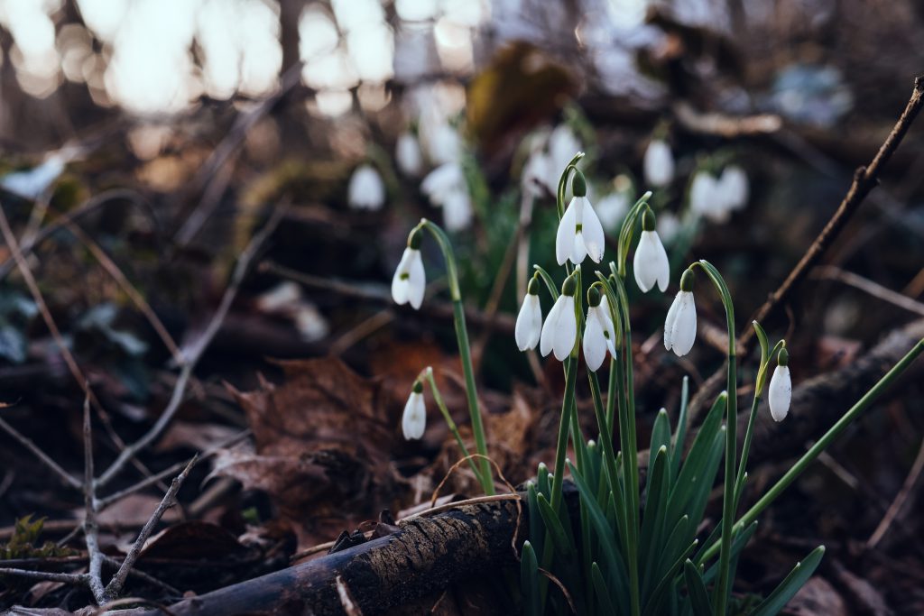 Snowdrops in the park 3 - free stock photo