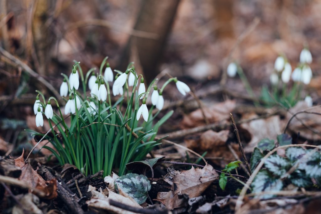Snowdrops in the park 4 - free stock photo