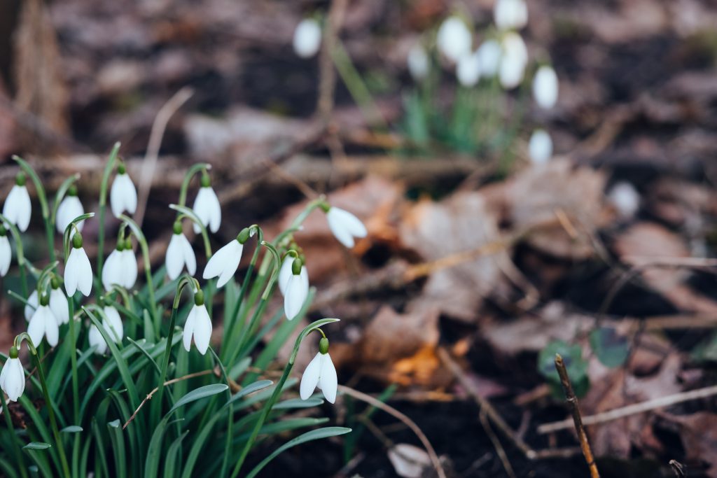 Snowdrops in the park 5 - free stock photo