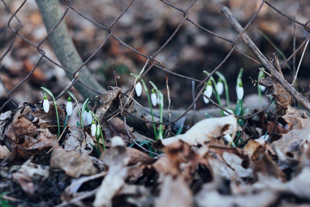 Snowdrops in the park 6 - free stock photo