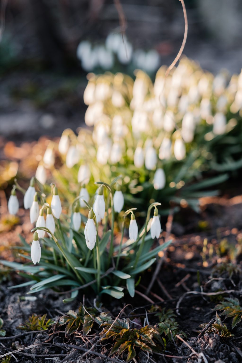 Snowdrops in the park 7 - free stock photo
