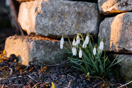 Snowdrops in the park 8 - free stock photo