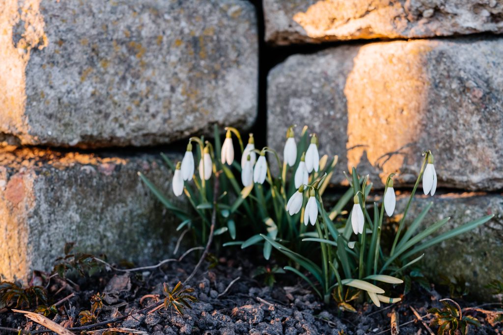 Snowdrops in the park 9 - free stock photo