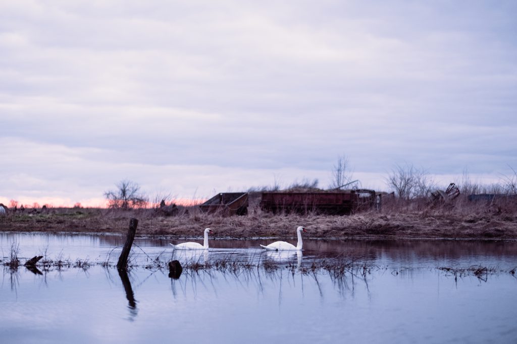 swans_swimming_in_an_overflooded_pond-10