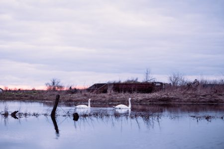 Swans swimming in an overflooded pond - free stock photo
