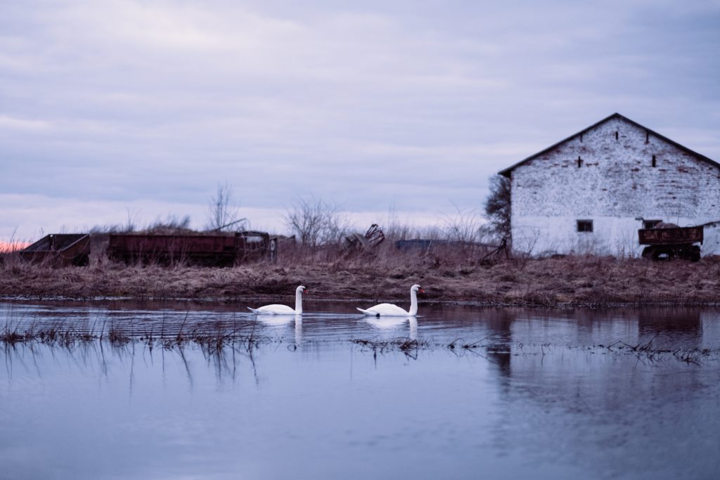 swans_swimming_in_an_overflooded_pond_2-1024x683.jpg