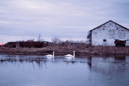 Swans swimming in an overflooded pond 2 - free stock photo