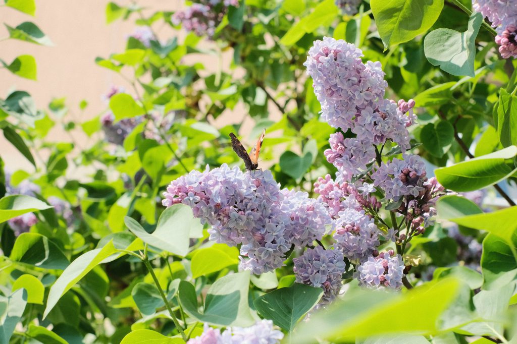 Butterfly sitting on lilac flowers - free stock photo