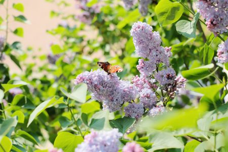 Butterfly sitting on lilac flowers 2 - free stock photo