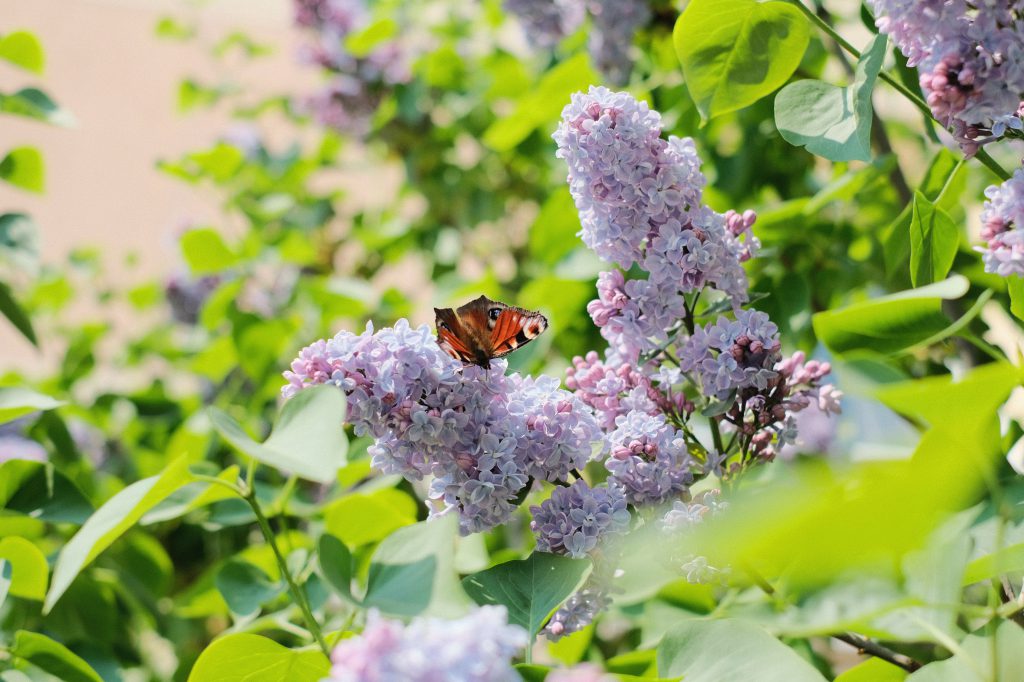 butterfly_sitting_on_lilac_flowers_3-1024x682.jpg