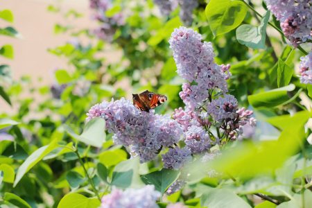 Butterfly sitting on lilac flowers 3 - free stock photo