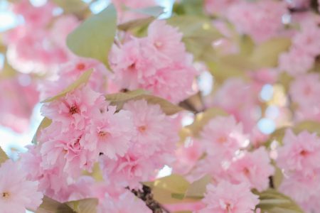 Cherry tree blossom 10 - free stock photo