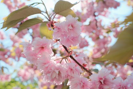 Cherry tree blossom 9 - free stock photo