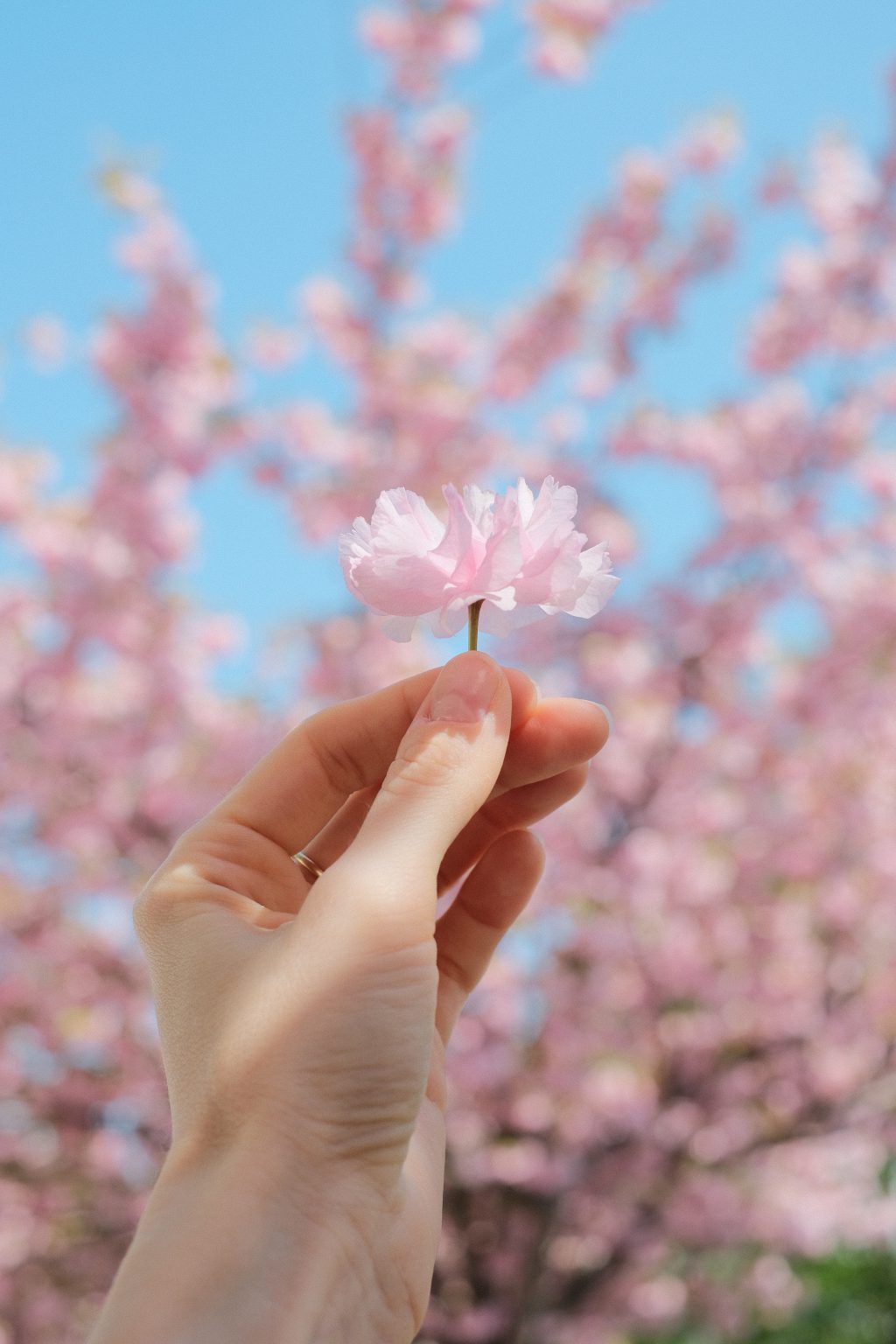 Cherry tree flower in a female hand - free stock photo