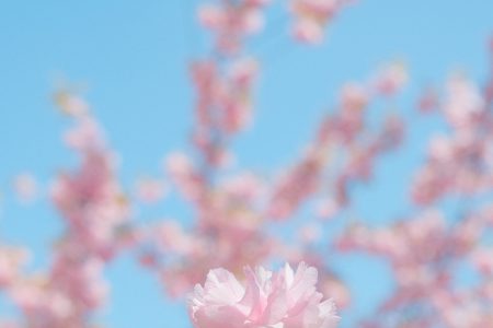 Cherry tree flower in a female hand - free stock photo