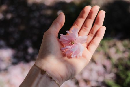 Cherry tree flower in a female hand 2 - free stock photo