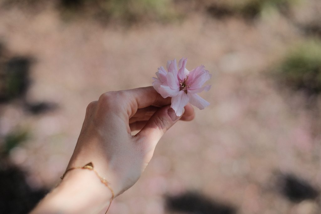 Cherry tree flower in a female hand 3 - free stock photo