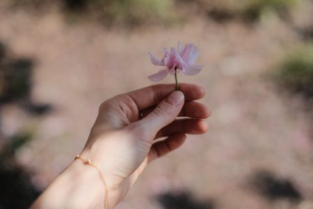 Cherry tree flower in a female hand 4 - free stock photo
