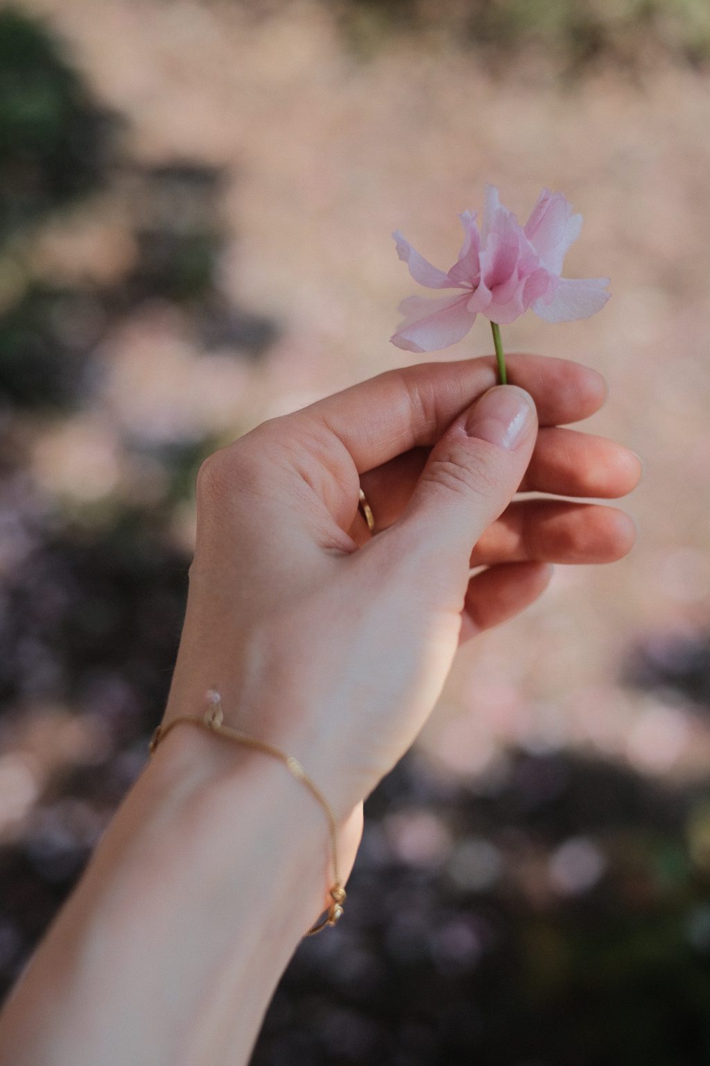 Cherry tree flower in a female hand 5 - free stock photo