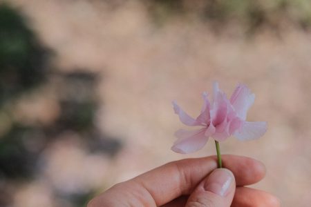 Cherry tree flower in a female hand 5 - free stock photo