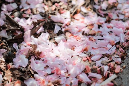 Cherry tree petals on the ground - free stock photo