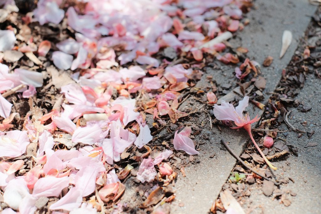 Cherry tree petals on the ground 2 - free stock photo
